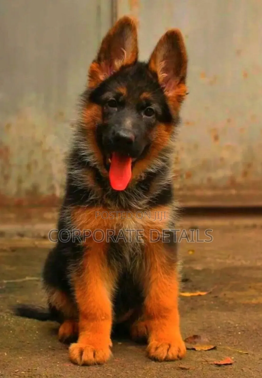 1-3 months Male Purebred German Shepherd