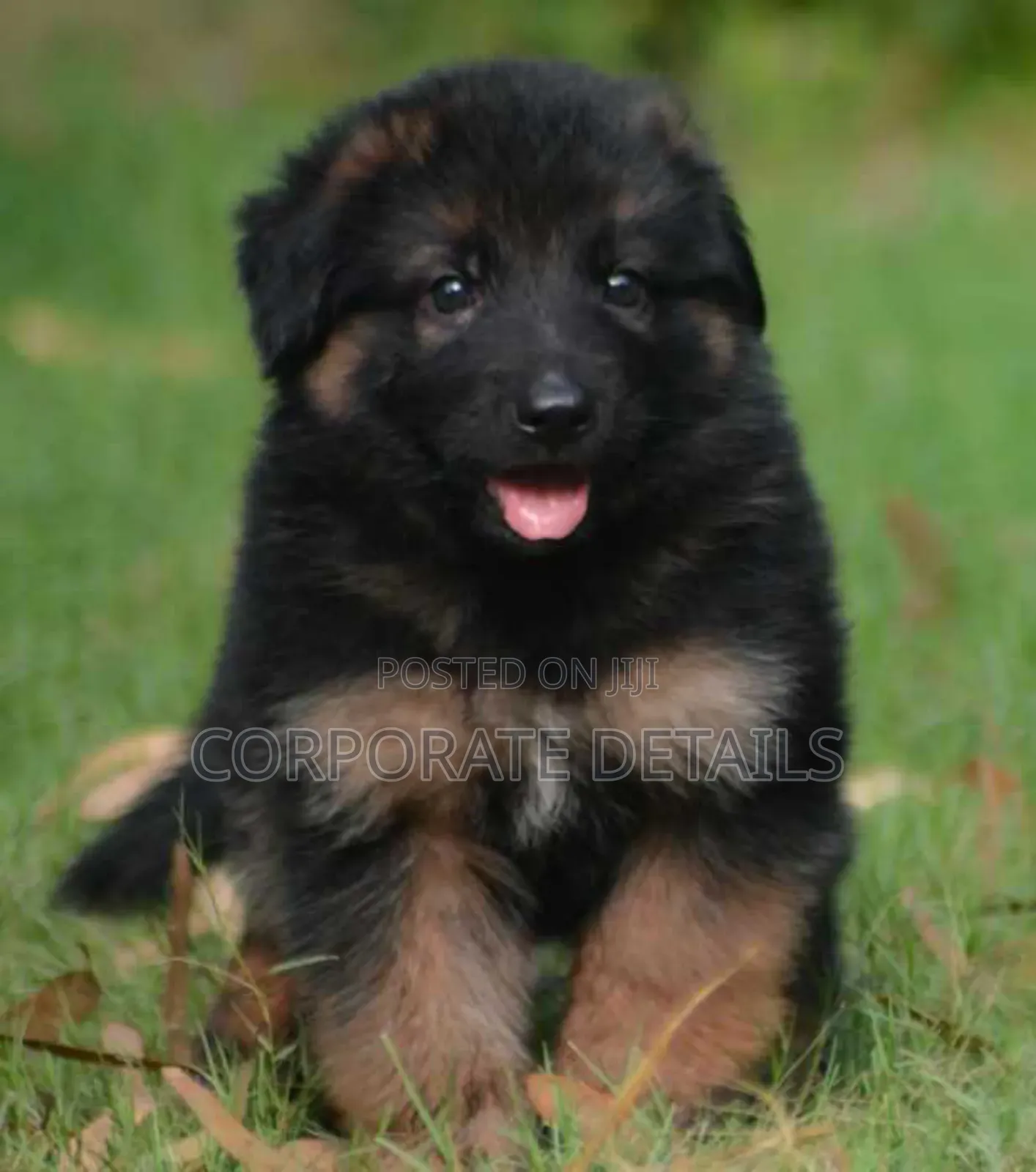 1-3 months Male Purebred German Shepherd