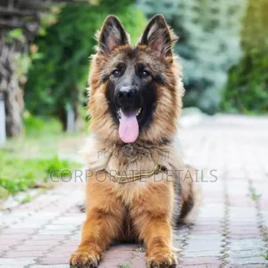 1+ year Male Purebred German Shepherd