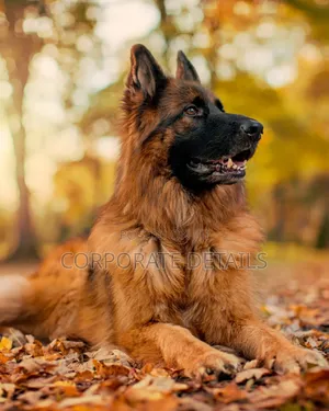 1+ year Male Purebred German Shepherd