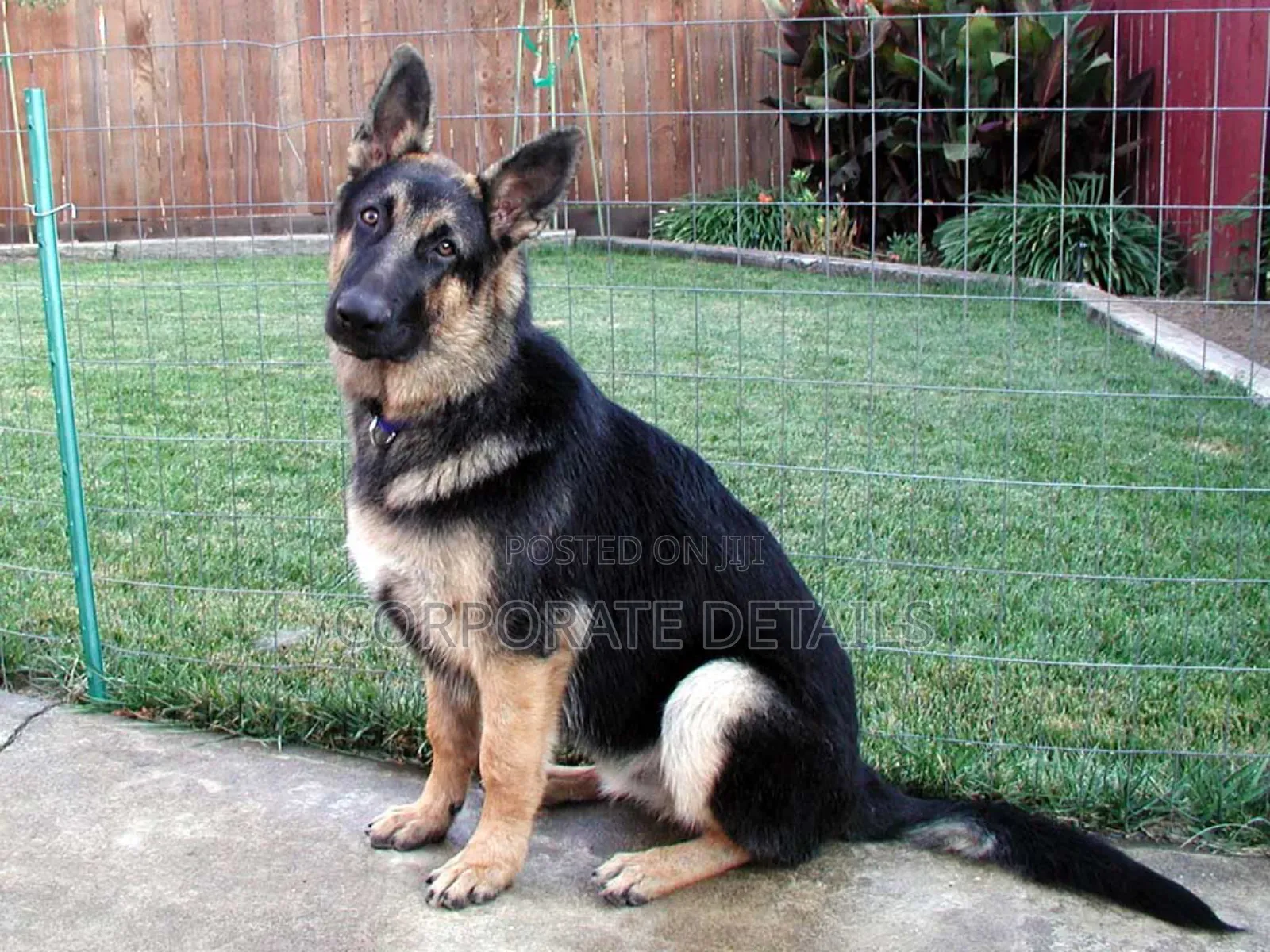 1+ year Male Purebred German Shepherd