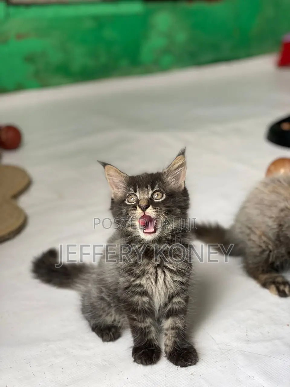 1-3 months Male Purebred Maine Coon