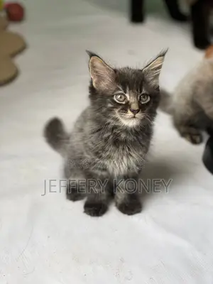 1-3 months Male Purebred Maine Coon