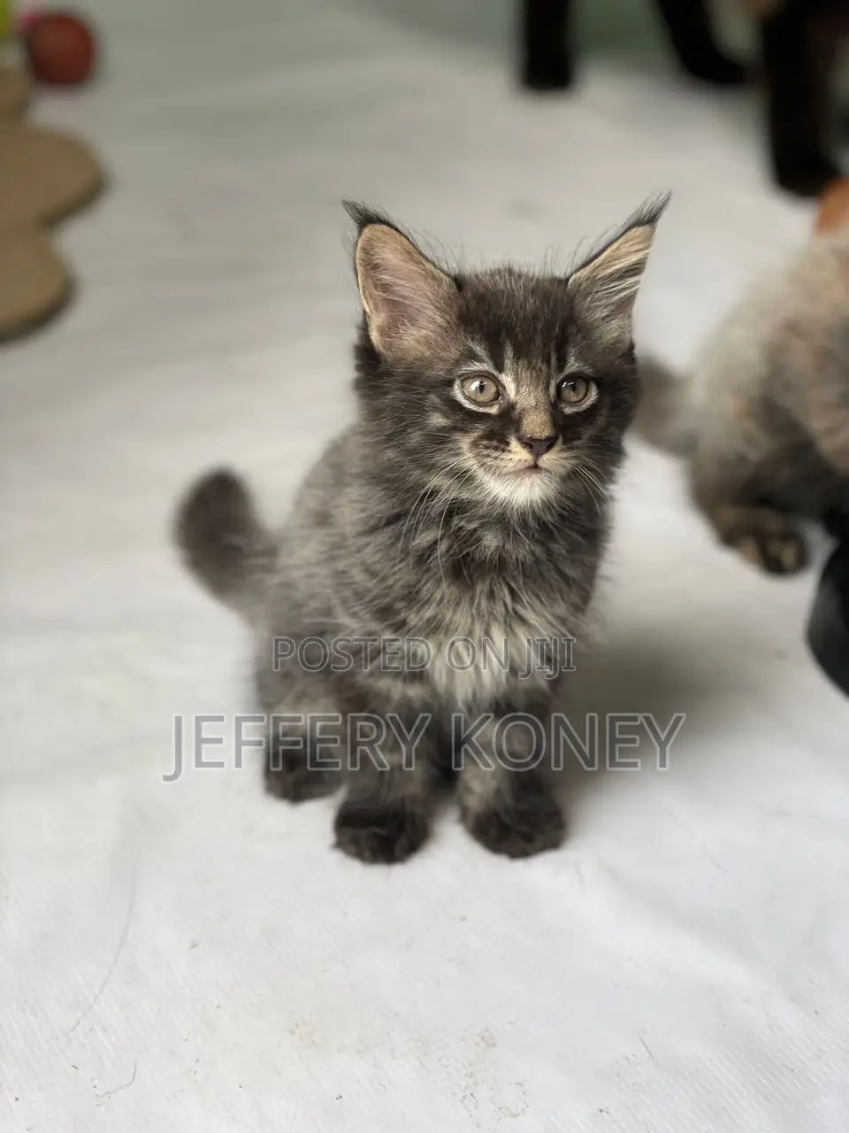 1-3 months Male Purebred Maine Coon