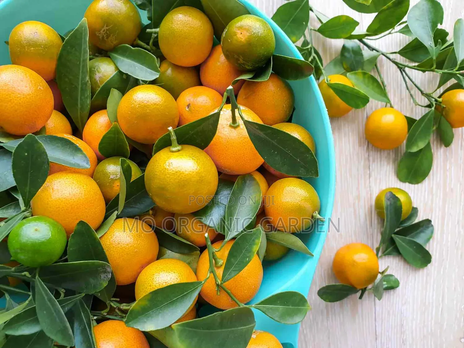 Calamansi Orange Plant Seedling