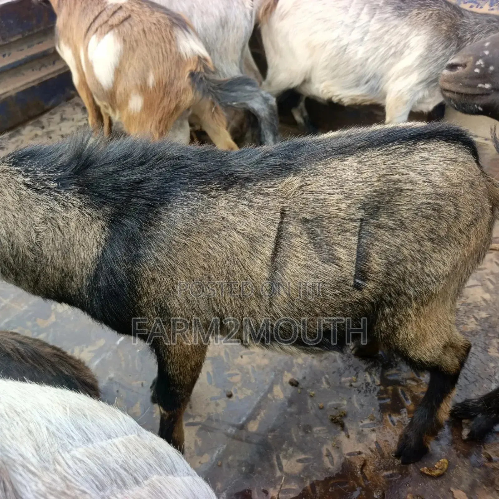 Live/Slaughtered Goat Sales