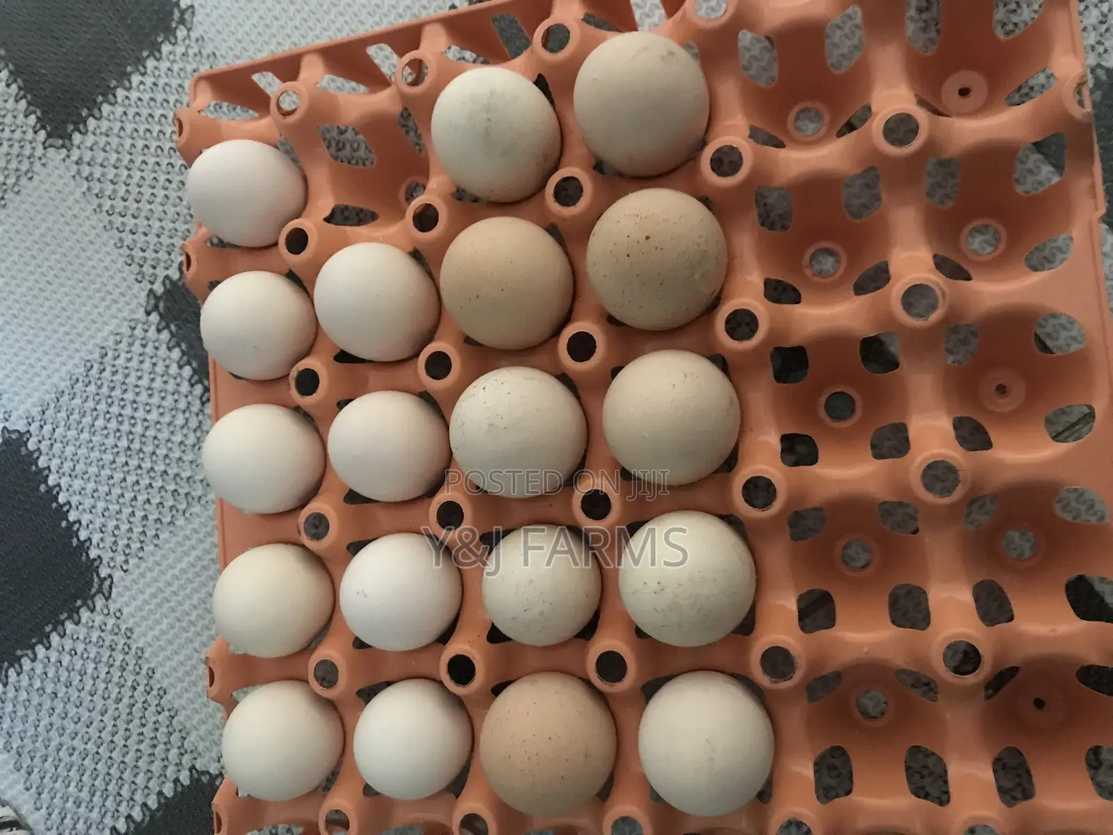 Pure Breed Brahma Fertile Eggs