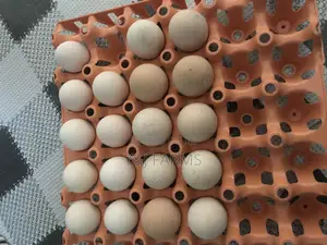Pure Breed Brahma Fertile Eggs