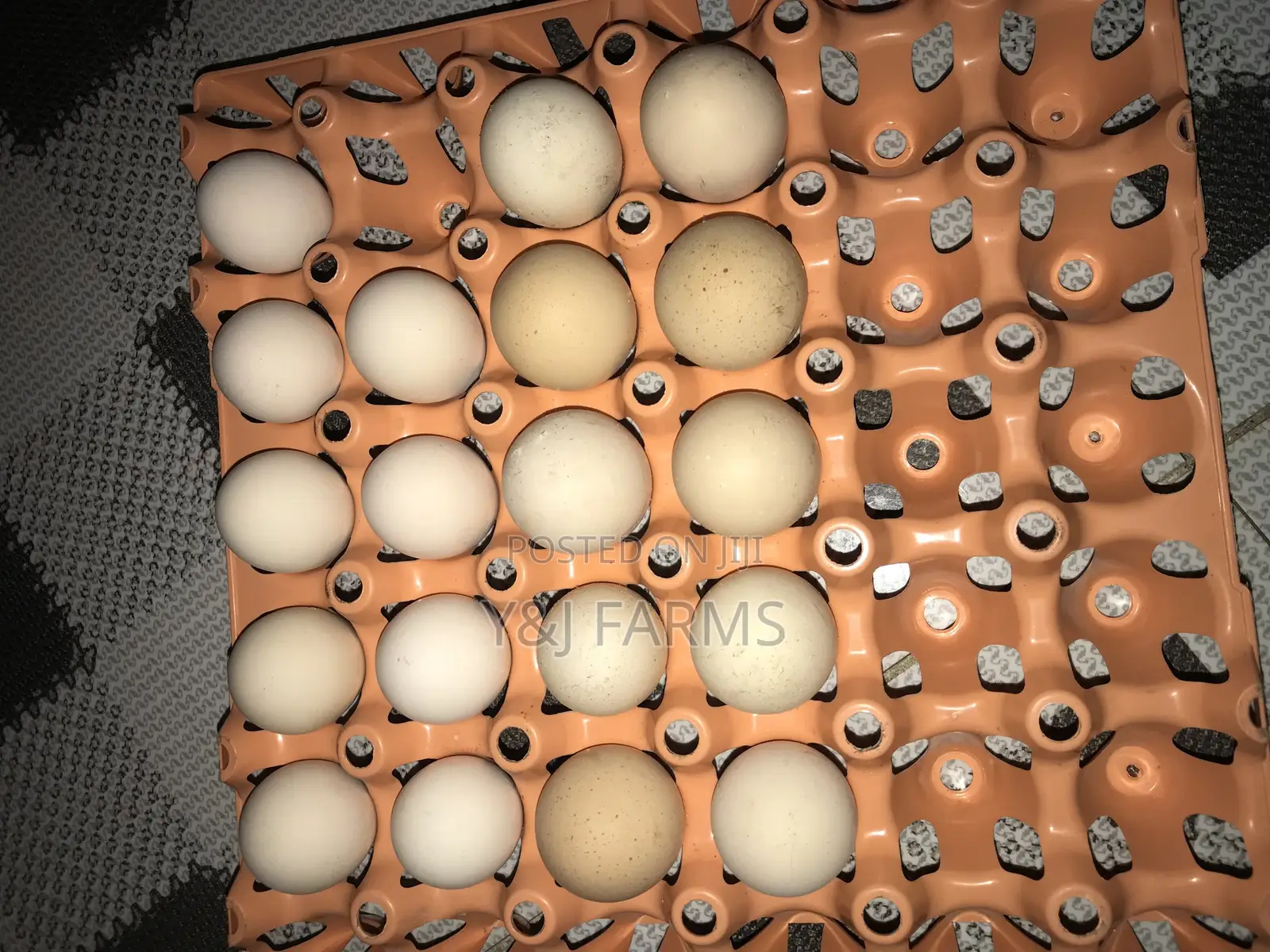 Pure Breed Brahma Fertile Eggs