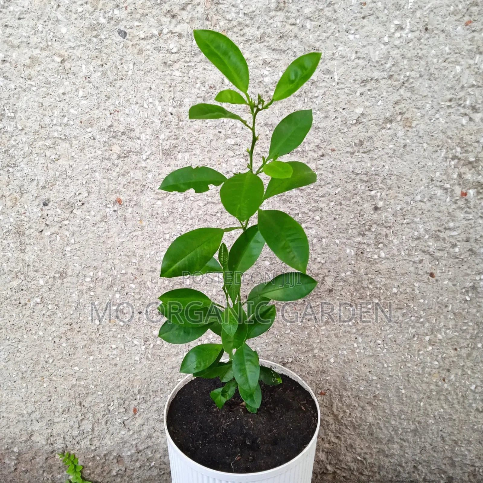 Calamansi Orange Plant Seedling