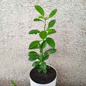 Calamansi Orange Plant Seedling