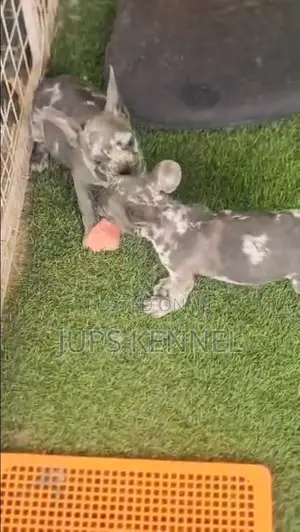 1-3 months Male Purebred French Bulldog