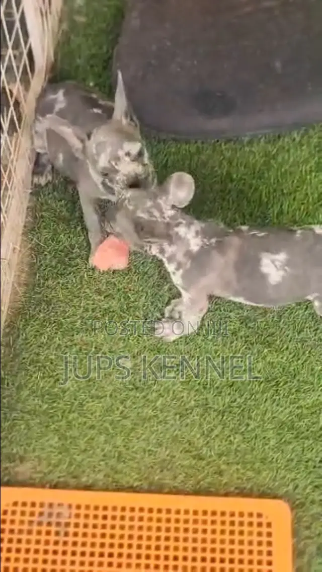1-3 months Male Purebred French Bulldog