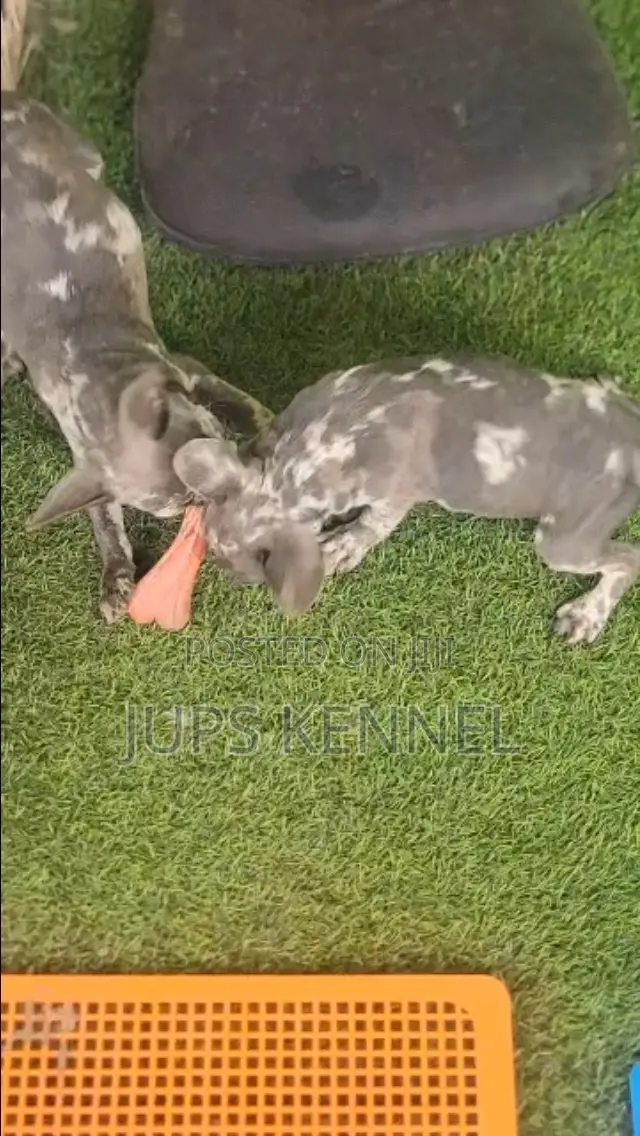 1-3 months Male Purebred French Bulldog