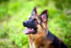1+ year Male Purebred German Shepherd