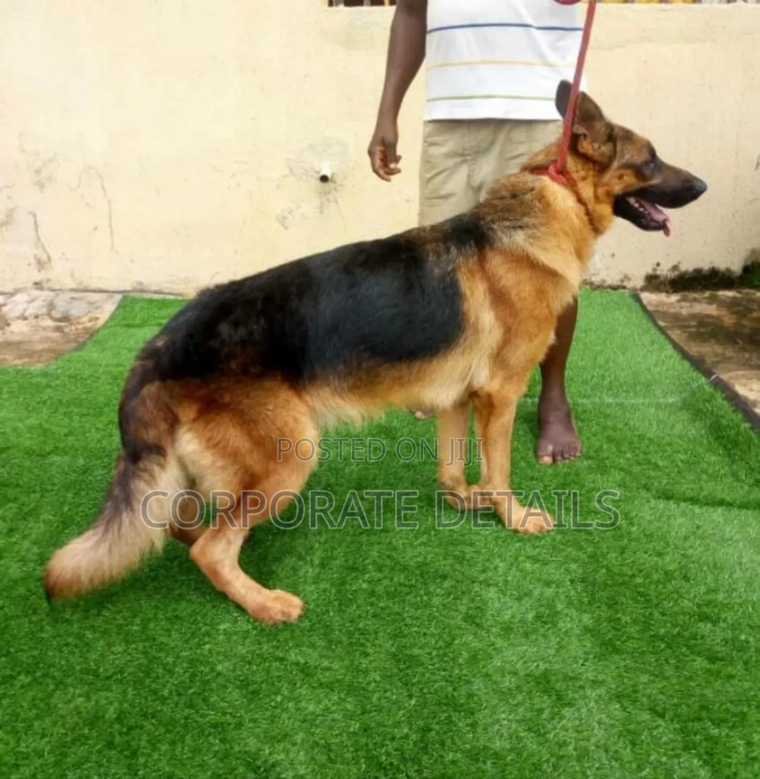 1+ year Male Purebred German Shepherd