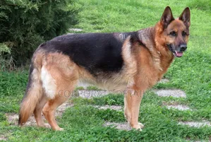 1+ year Male Purebred German Shepherd