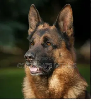 1+ year Male Purebred German Shepherd