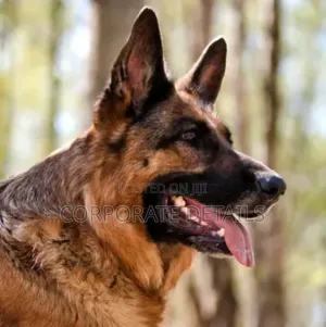 1+ year Male Purebred German Shepherd