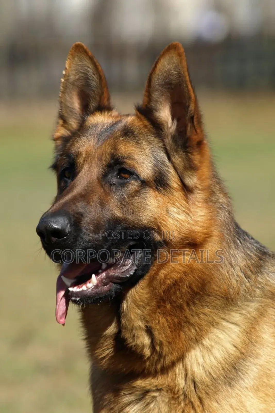 1+ year Male Purebred German Shepherd