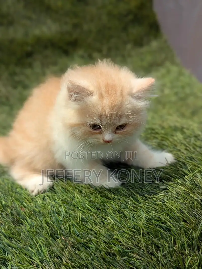 1-3 months Female Purebred Persian