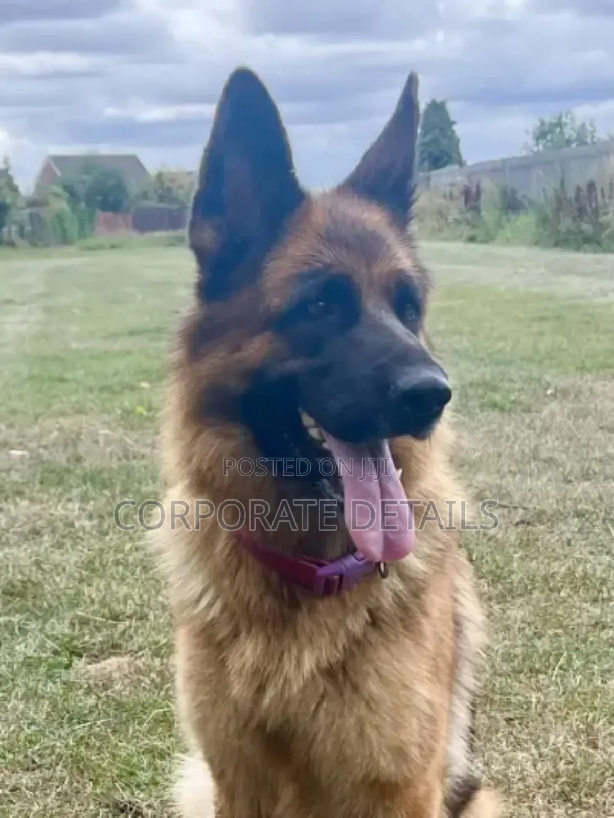 1+ year Male Purebred German Shepherd