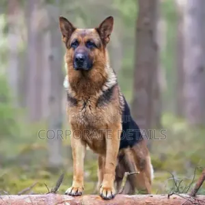 1+ year Male Purebred German Shepherd