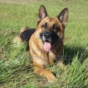 1+ year Male Purebred German Shepherd