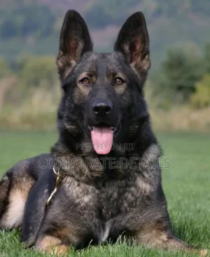 1+ year Male Purebred German Shepherd