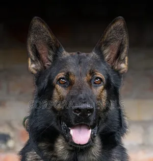 1+ year Male Purebred German Shepherd