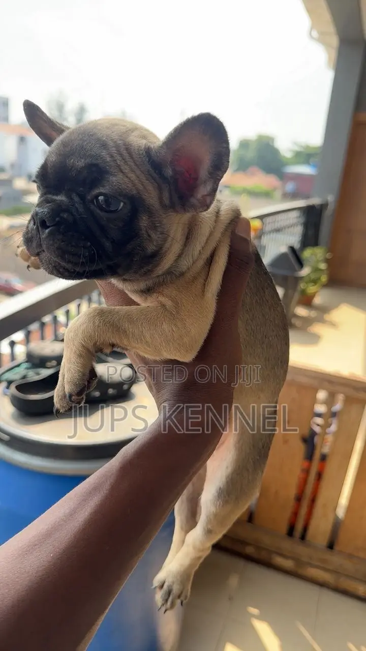 1-3 months Male Purebred French Bulldog