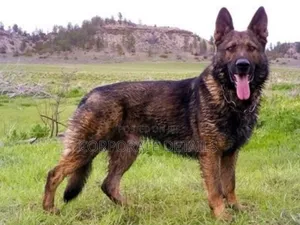 1+ year Male Purebred German Shepherd