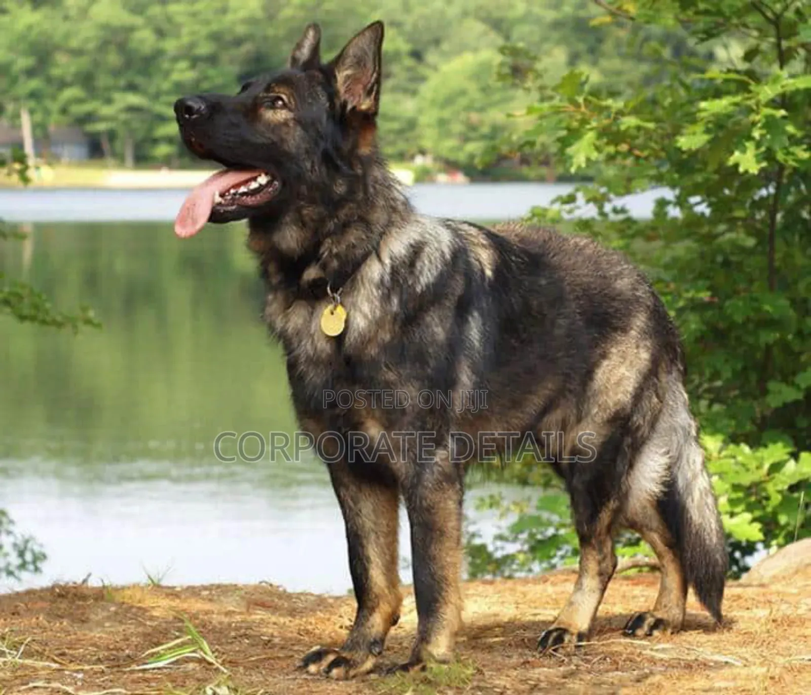 1+ year Male Purebred German Shepherd