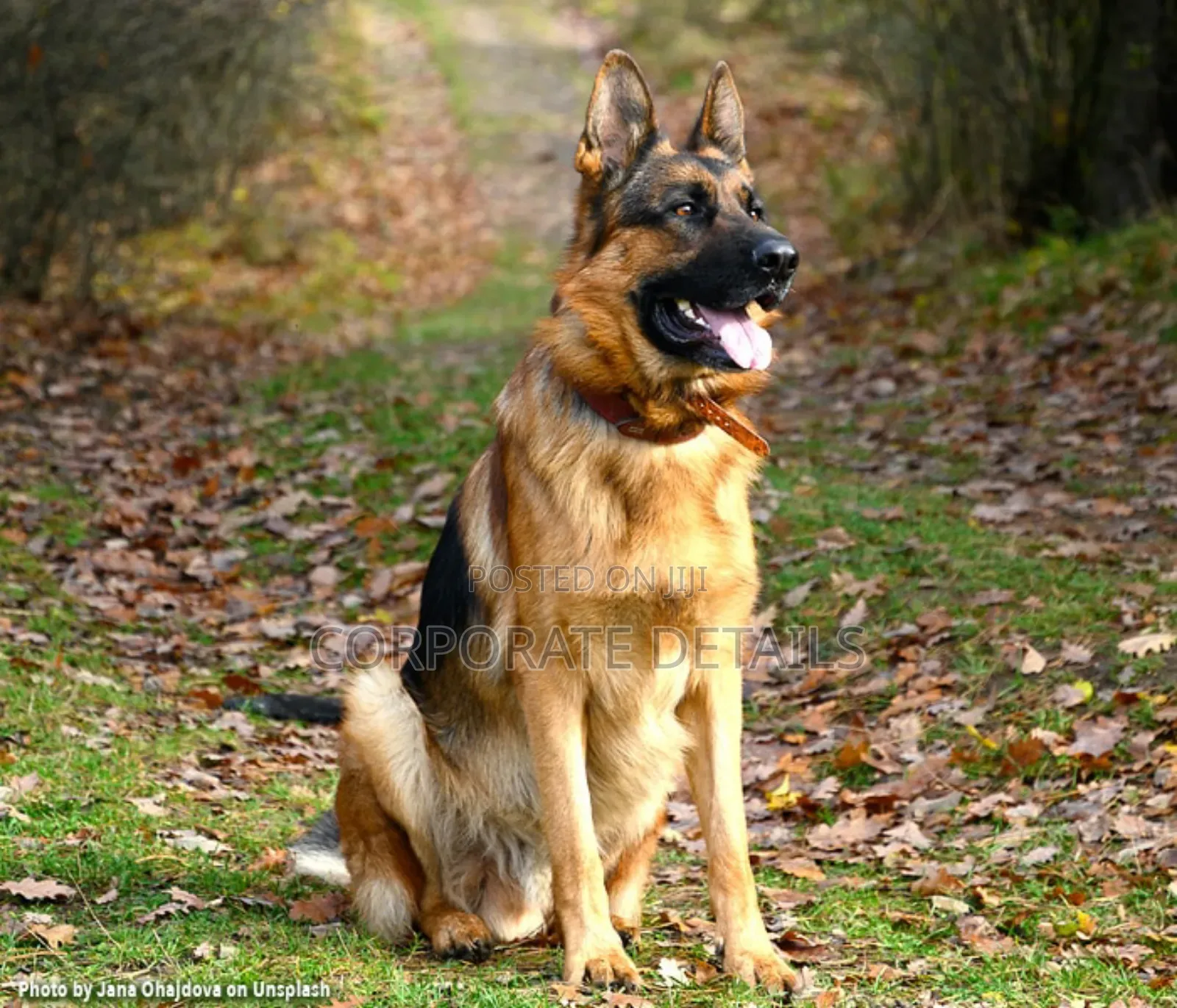 1+ year Male Purebred German Shepherd