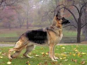 1+ year Male Purebred German Shepherd
