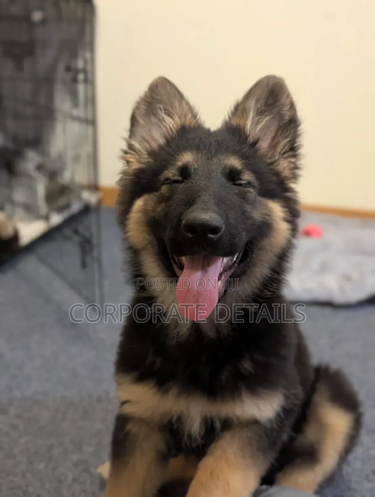 1-3 months Male Purebred German Shepherd