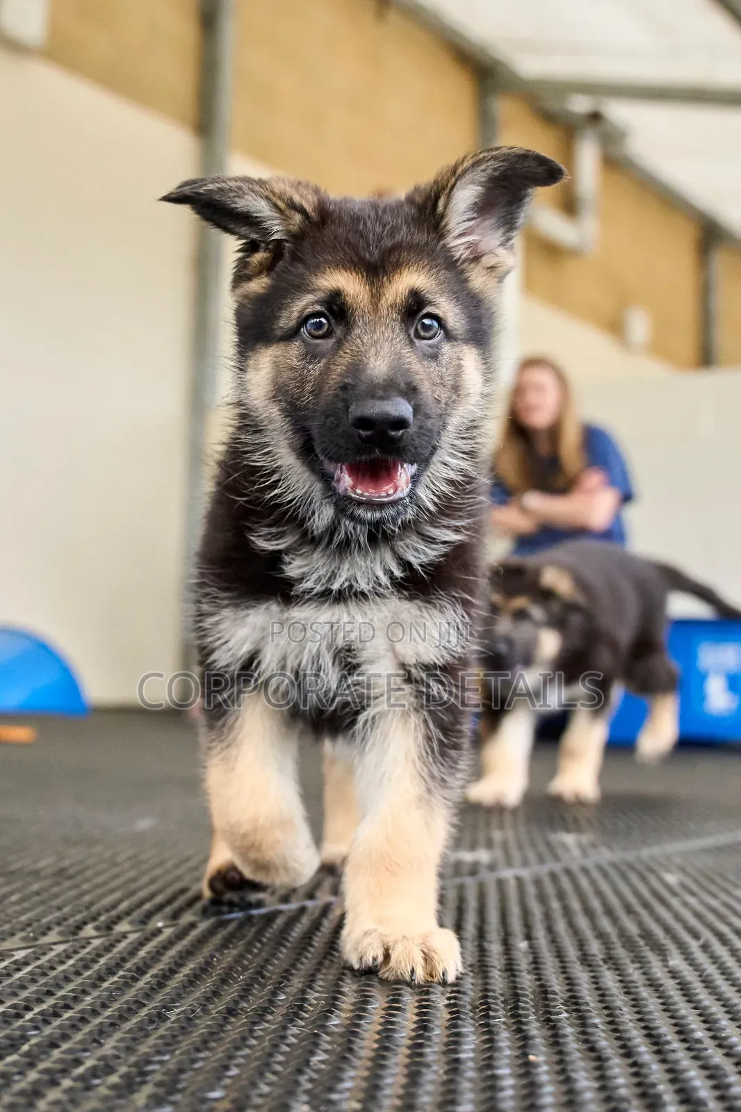 1-3 months Male Purebred German Shepherd