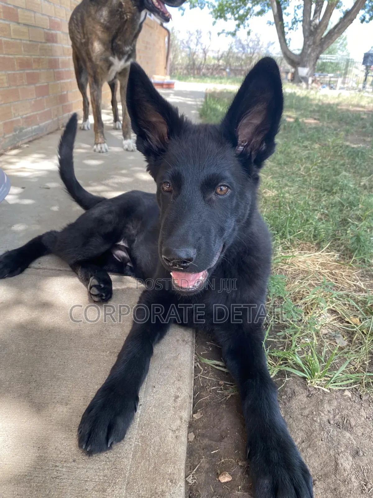 3-6 months Male Purebred German Shepherd