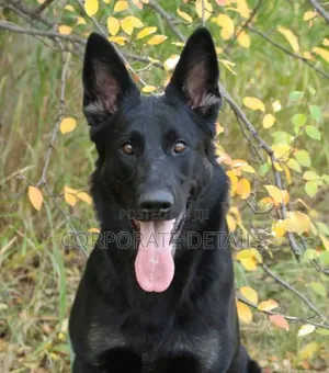 6-12 months Male Purebred German Shepherd