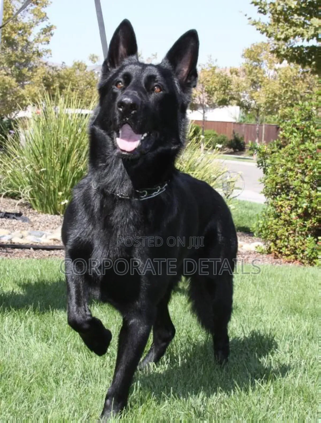 6-12 months Male Purebred German Shepherd