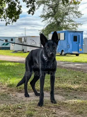 6-12 months Male Purebred German Shepherd