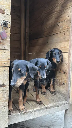 1-3 months Male Purebred Doberman Pinscher