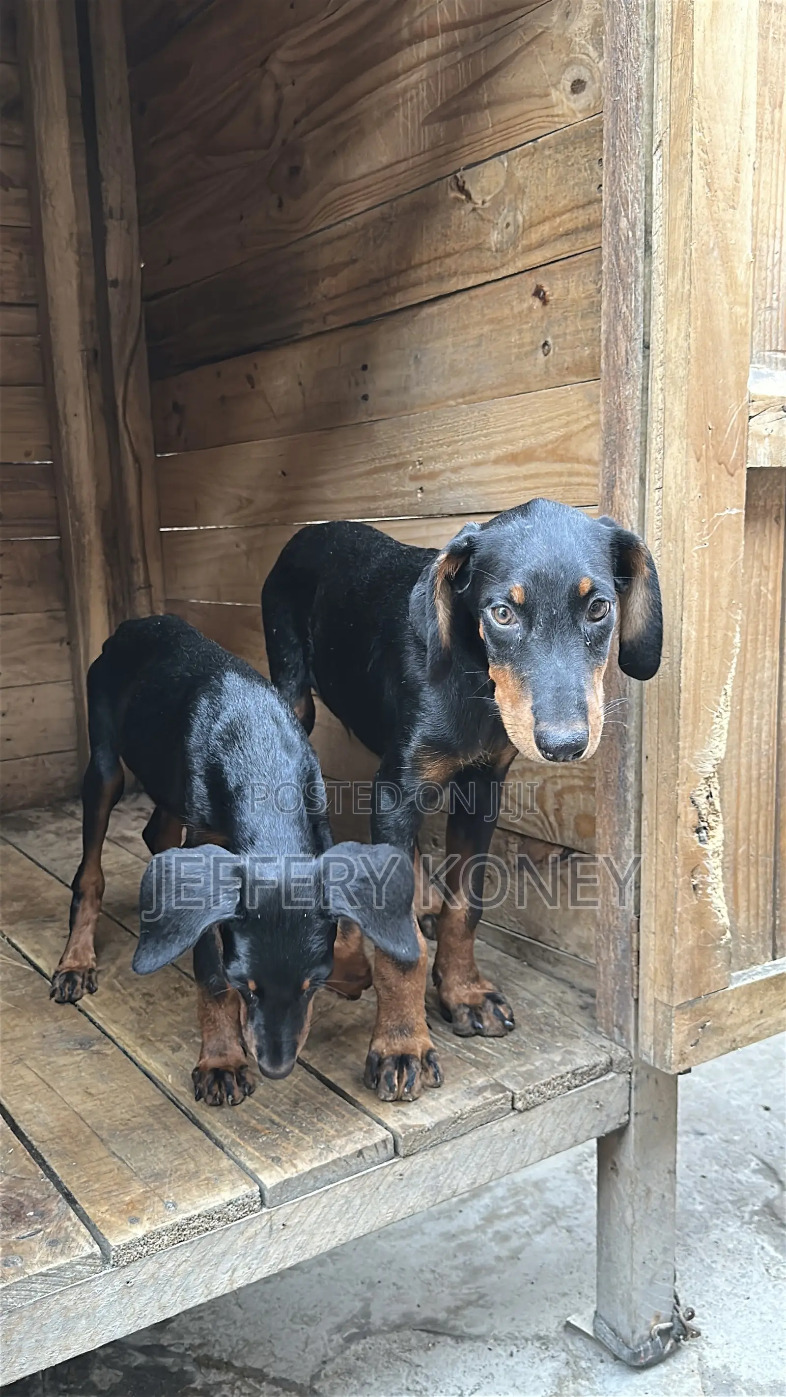 1-3 months Male Purebred Doberman Pinscher