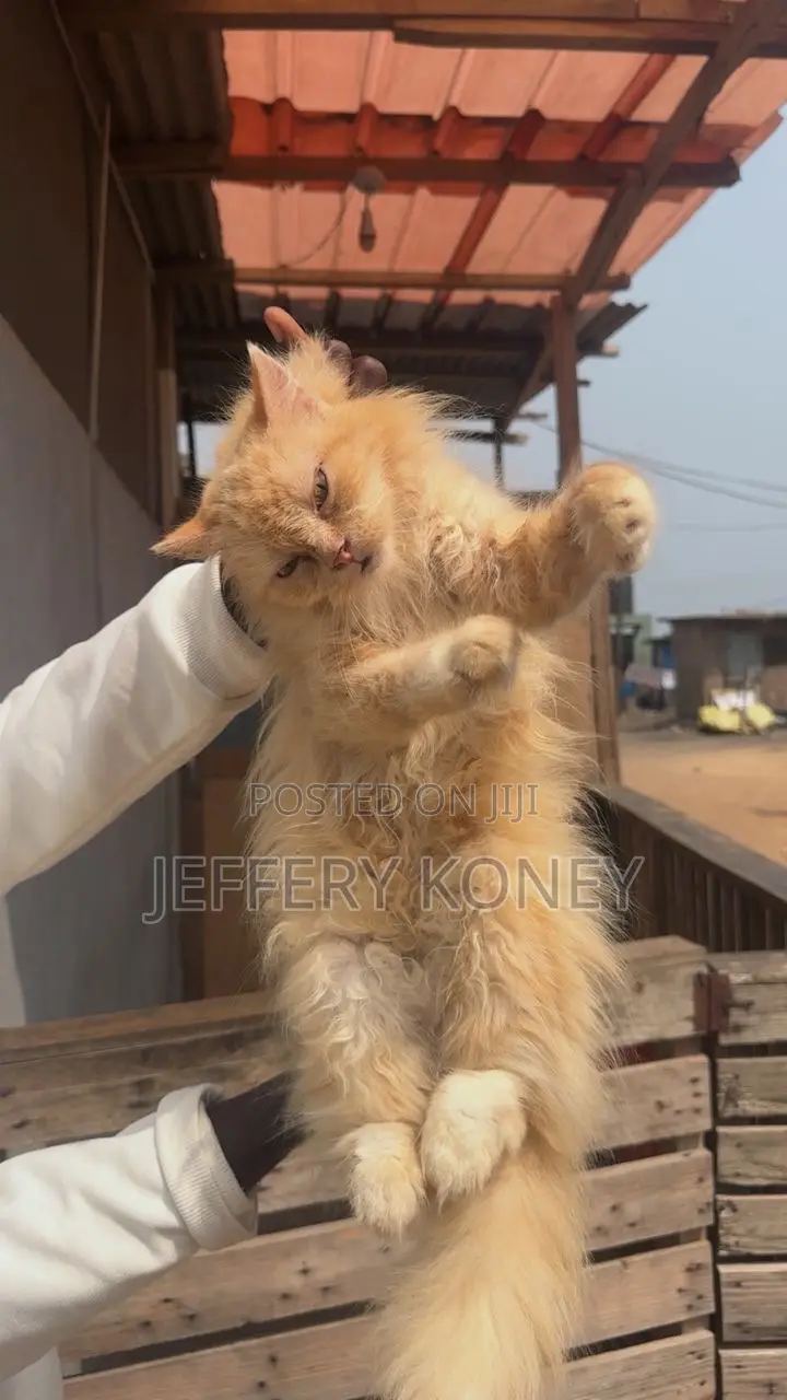6-12 months Female Purebred Persian