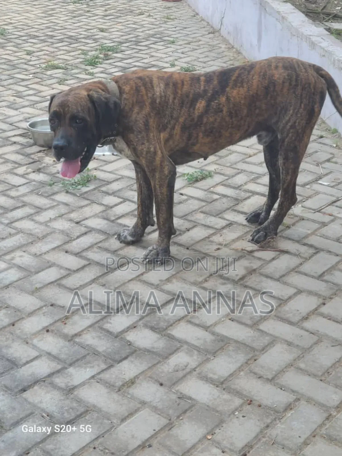 6-12 months Male Purebred Boerboel