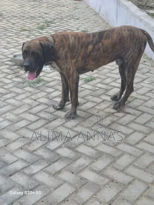 6-12 months Male Purebred Boerboel