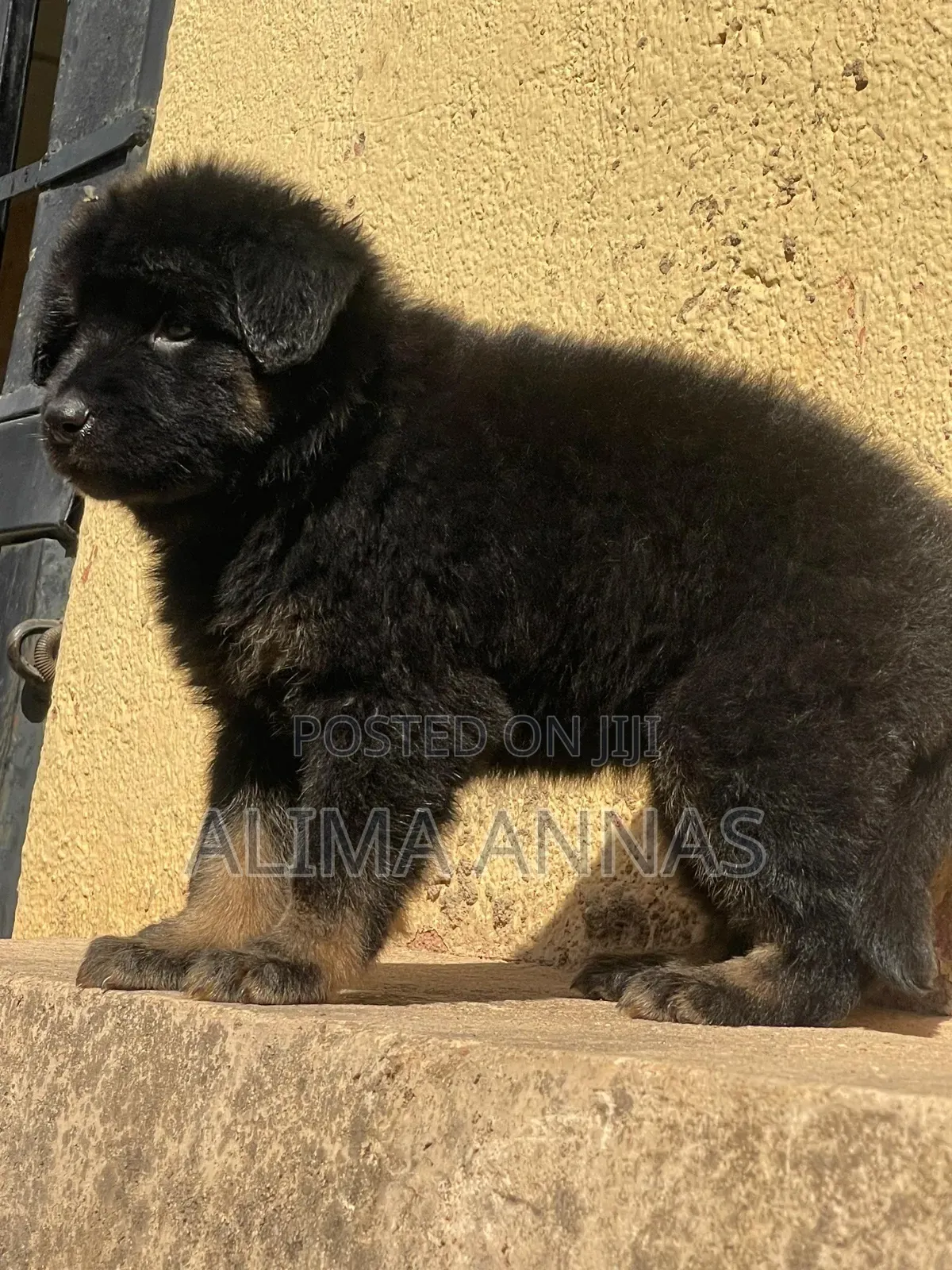 1-3 months Male Purebred German Shepherd