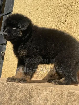 1-3 months Male Purebred German Shepherd