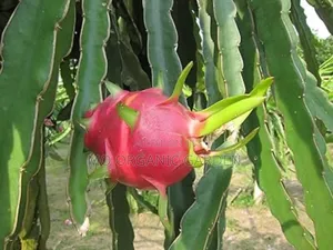 White Dragon Fruit Cuttings/Seedling