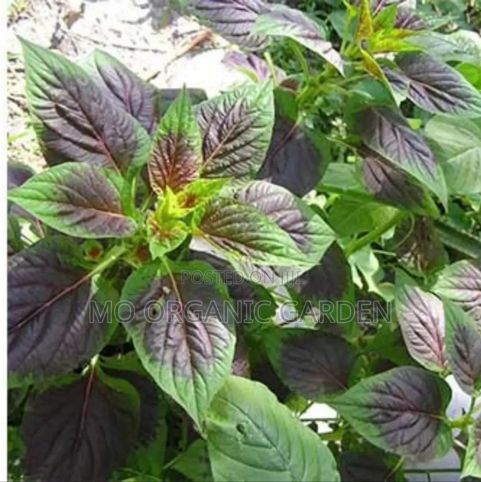 Fresh Spinach Seedlings – Fast-Growing Healthy Leafy Greens